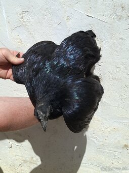 Ayam cemani - 11