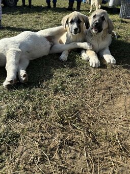 Predám šteniatka kangaly - 11