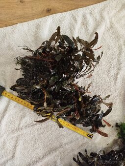 Raritné machy a rastliny - 11