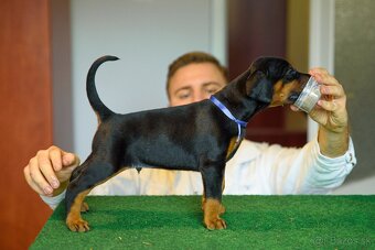 DOBERMAN ŠTENIATKA S FCI PP - 11