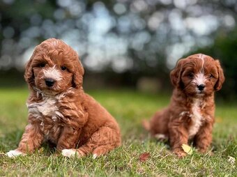 Maltipoo Cavapoo GoldenDoodle - 11