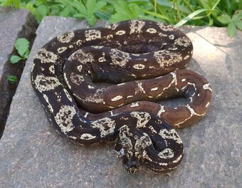 Boa imperator - Scoria Paradigm, IMG Arctic, IMG Paradigm - 11