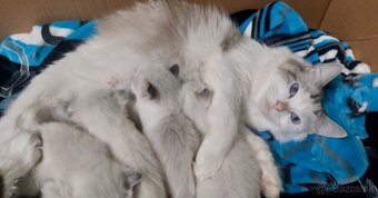 Ragdoll holčička blue bicolor k REZERVACI - 11