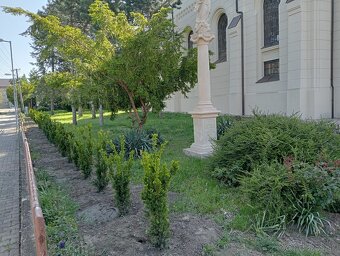 Tis, Taxus, červienka tuja-Nitra a okolie - 11