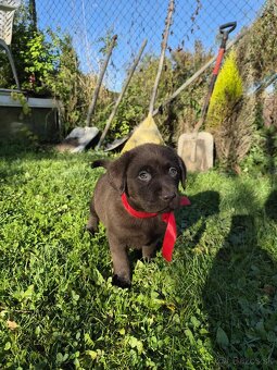 Šteniatka labrador a hnedá suka IHNEĎ - 11