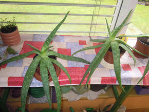 Aloe vera - rastlina v kvetináči, zemina s mykorízou - 11