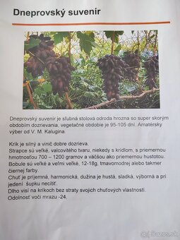 Predám sadenice viniča - 11