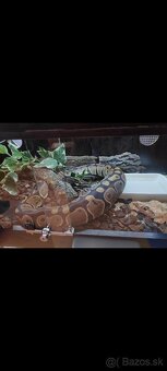 Python regius (Pytón Kráľovský) párik + tera - 11