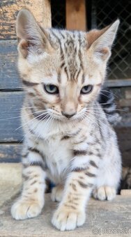 Bengalske mačiatka - 11