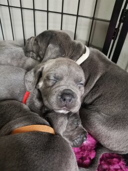 Cane Corso štěňátka s PP - narozená 23.9.2025 - 11