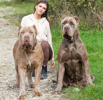 Bandog šteniatka - 11