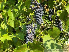 Ovocný sad s vinohradom v chatovej oblasti vo Svätom Petr - 11