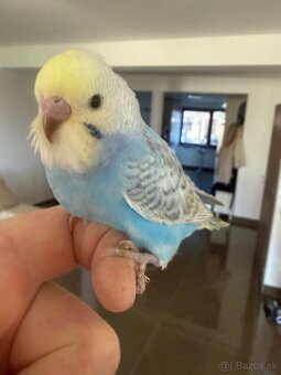 Andulka Maznačik - 11