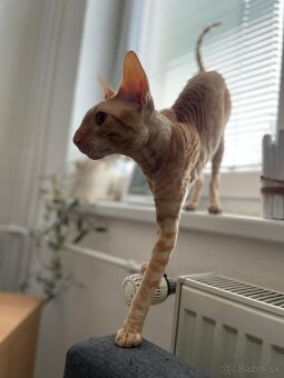 Cornish rex s PP - 11