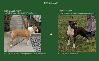 AMERICKÝ STAFORDŠÍRSKY TERIÉR s PP - 11