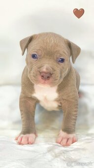 Štěňátka American Bully XL - registrace ABKC  (Jihlava CZ) - 11