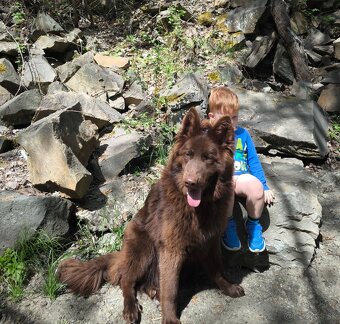 Nemecký ovčiak bez PP šteniatka - 11