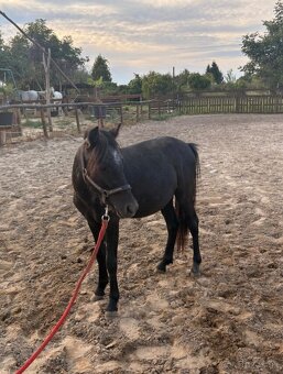 Poniky napredaj - 11