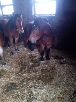 Predám 7 ťažnych zrebcov - 11