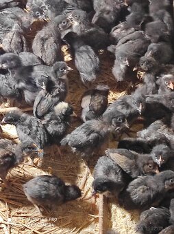 Kuričky DOMINNAT - 11