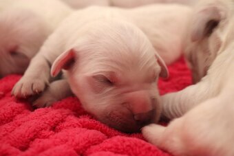 Zlatý retriever/ Golden retriever - 11