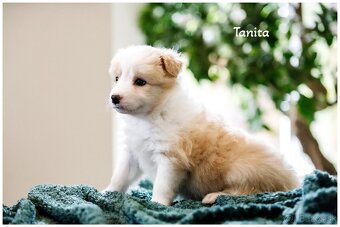 Border Collie Border Kolia s PP FCI barva ee red - 11