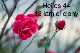 Helios 44 2/58 mm 13 lamiel clony - 11