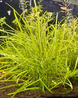 krevetky + rastlinky - 11