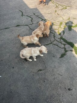 Zlatý Retriever - 11