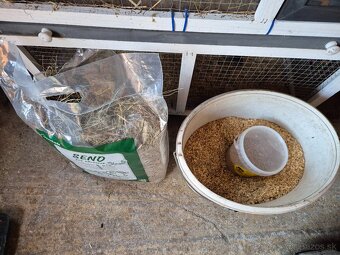 Mosrké prasiatko+voliéra - 11