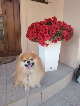 Ponúkam pomeriana na krytie - 11