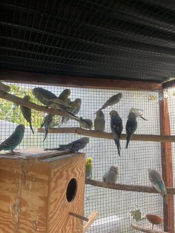 Andulky z volieri - 11