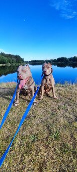 Americký pitbulterier pitbul pitbull silver lilac rare Topp - 11