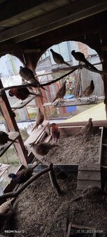 Bažant poľovný - 11