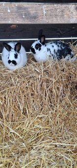 Predám malý chov mäsových králikov. - 11