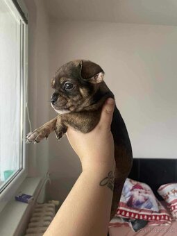 ČIVAVA ŠTENIATKÁ🐾 - 11