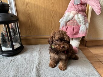 Pudel pudlik toy - 11