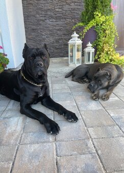 Cane corso - 11