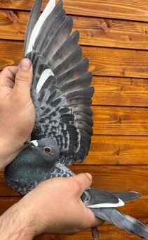 Poštové holuby - 11