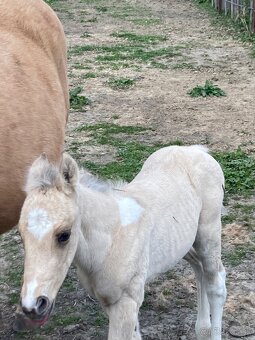 Paint horse pripustanie qh - 11