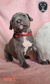 Štěňata American Bully XL s PP ABKC - 11
