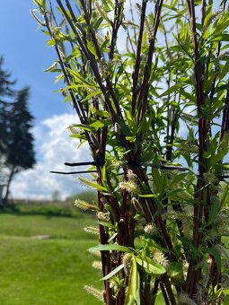 AKTUÁLNE❗PLETENÁ VŔBA, AMERICKÁ vŕba Salix ❗180CM ❗CELÉ SK❗ - 11