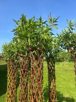 AKTUÁLNE❗Pletená vŕba SALIX 190-220 cm krása ihneď k odberu❗ - 11