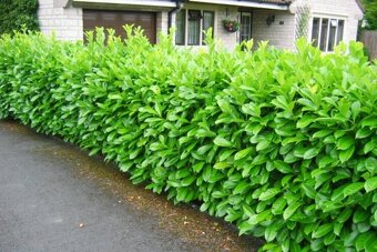 🌿 „Vavrínovce a červienky – farebný raj pre vašu záhradu“ - 11