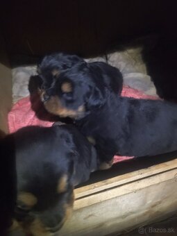 Lotwajler -bersky salašnícky ovčiak - 11