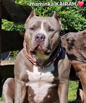 American bully xl xxl - 11