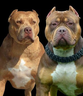 American Bully XL XXL - 11