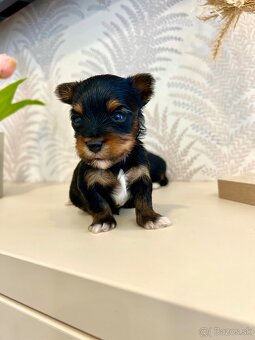 YORKSHIRE TERRIER -3color šteniatka - 11