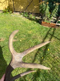 Jelenie zhody / parohy 74cm - 11