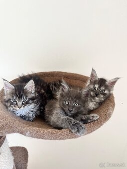 maine coon/ mainska myvalia s PP - 11
